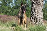 MALINOIS 063